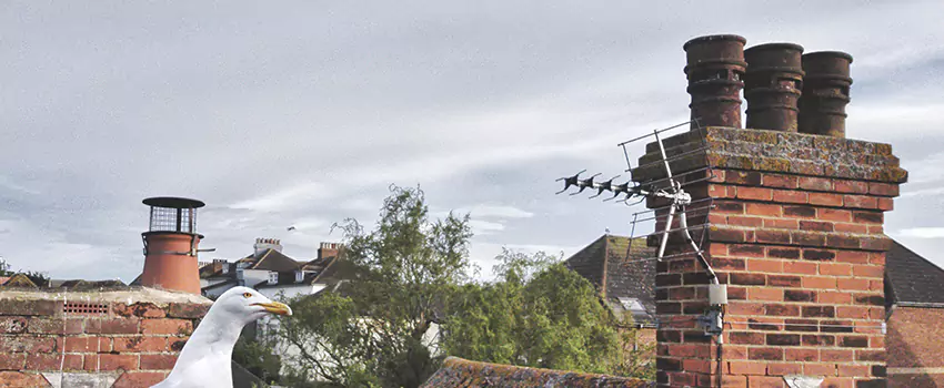 Chimney Cleaning And Restoration in Hopatcong, New Jersey